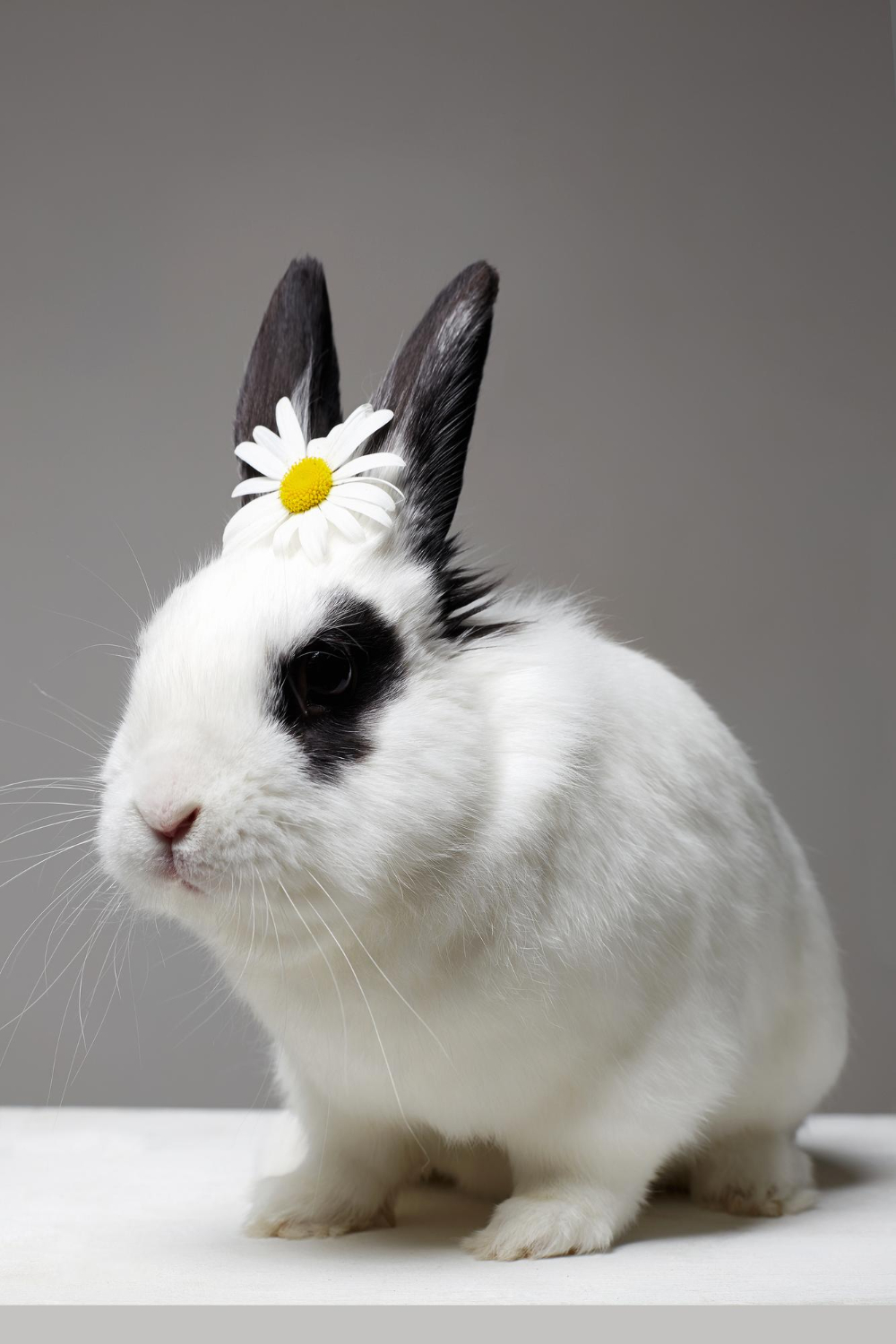 4125
