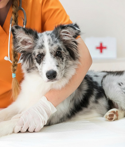 chiens service detail card