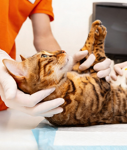 chirurgie veterinaire lausanne service detail card