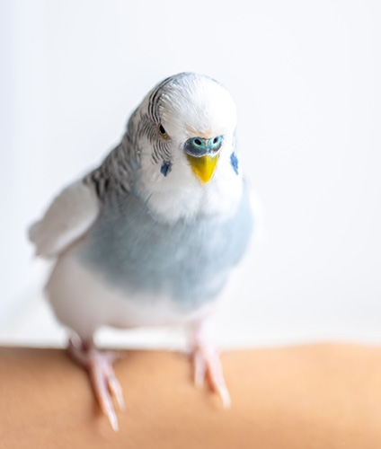 perruche-nac-veterinaire-lausanne-service-detail-card