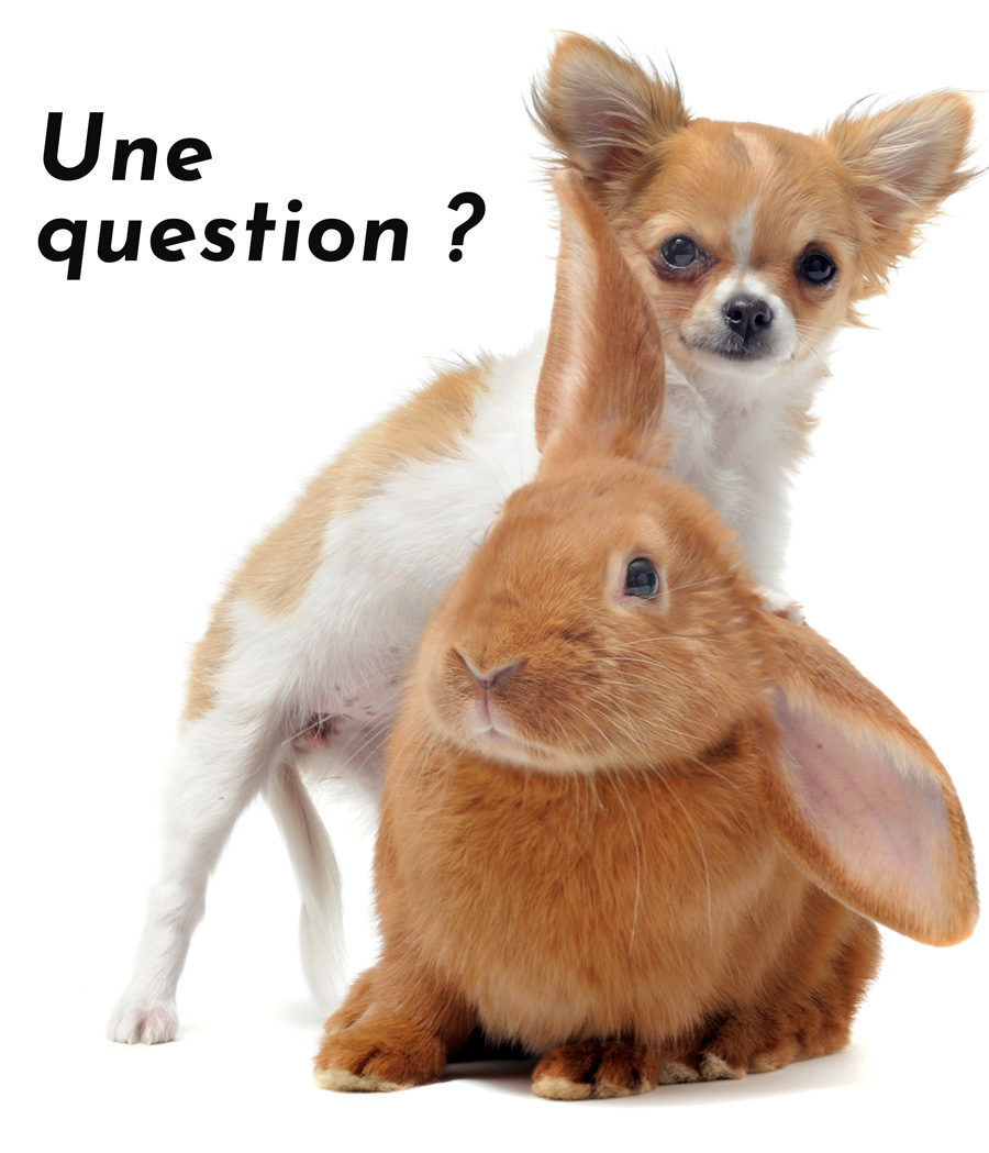 questions frequente drole
