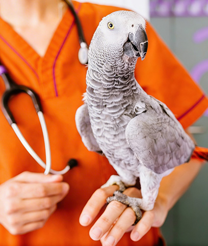 service-detail-card-nac-oiseau