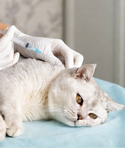 vaccination veterinaire lausanne