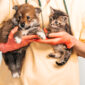 vet examining dog cat puppy kitten veterinarian doctor pet vaccination 85x85