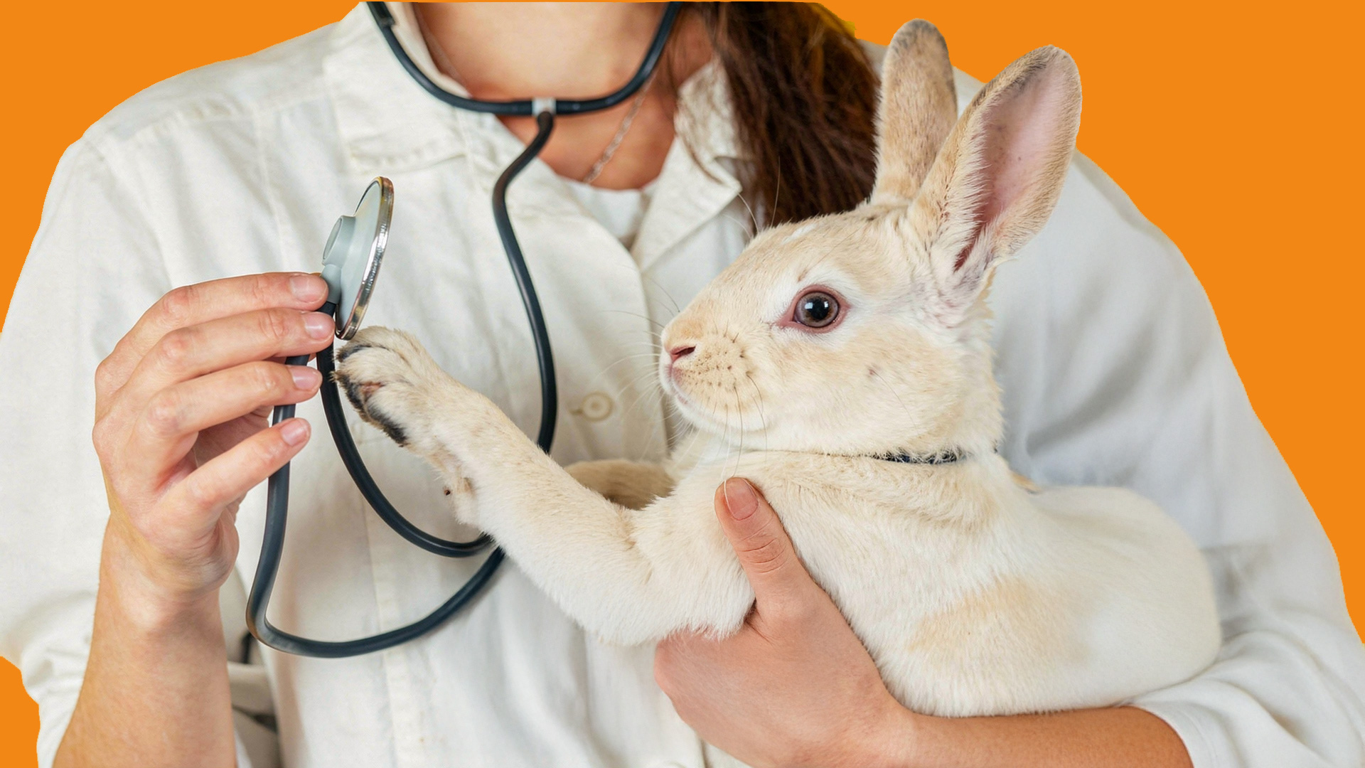 veterinaire nac lausanne 1