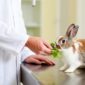 supportive checkup vet hand feeding rabbit leafy greens while monitoring appetite wellbeing 85x85